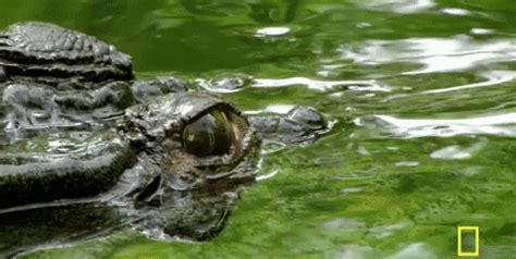 Alligator Chomping GIF by National Geographic Channel - Find & Share on GIPHY