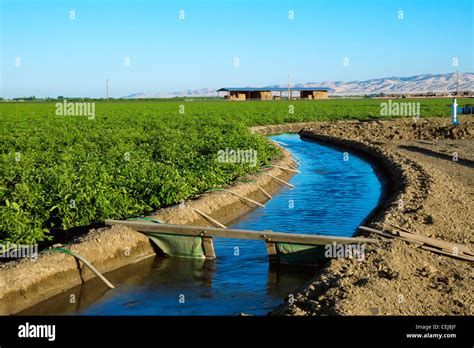 Agriculture - Irrigation canal running alongside a fresh market tomato field that is being ...