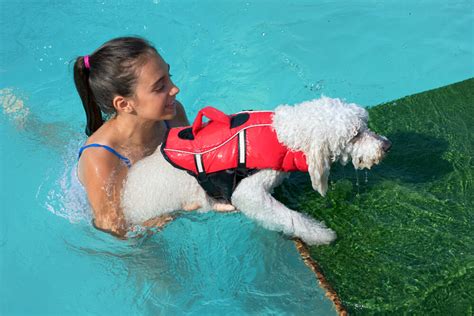 The 5 Best Dog Pool Ramps 2021, Reviews and Buying Guide