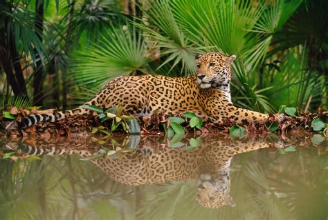 the jaguar – Greenoxx Global Enviroment Program