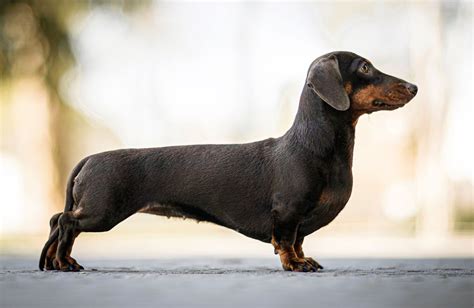 Dachshund | Overview, Description, Temperament, & Facts | Britannica