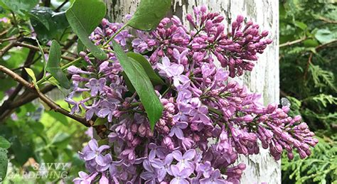 Tips for pruning lilacs to encourage blooms for next year