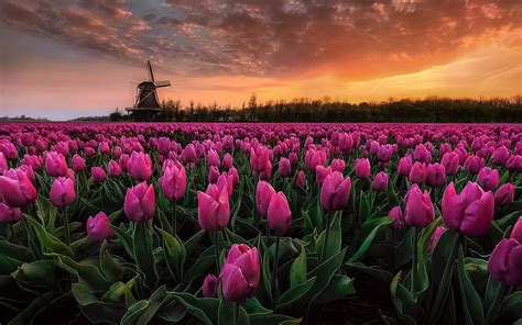 Tulip field, evening, sunset, pink tulips, mill, Netherlands, wild ...