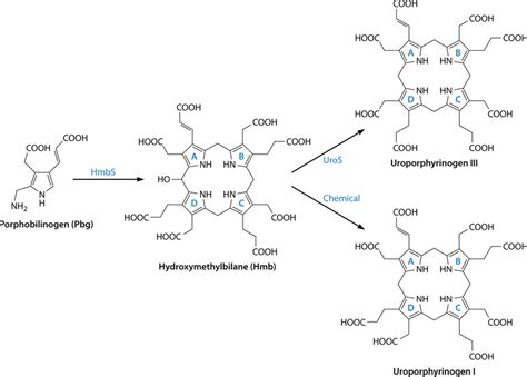 Transformation of porphobilinogen into uroporphyrinogen III. Four... | Download Scientific Diagram