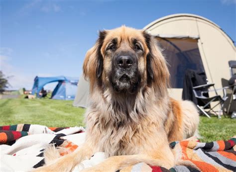 7 Best Dog-friendly Camping Grounds in the USA - Off The Grid Planet