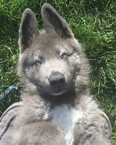 Meet Lou, the Blue Bay Shepherd