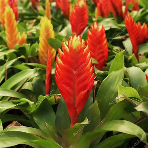 Bromelia Vriesea: Fotos, Classificações inferiores e Como Plantar | Mundo Ecologia