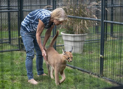 Caracal cat owner ticketed, ordered to find them new home | AP News