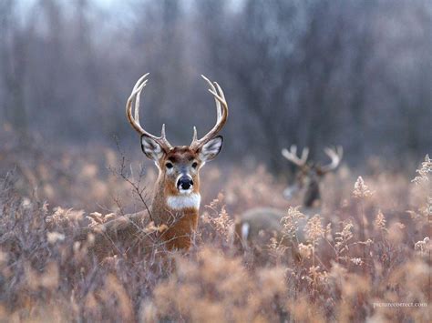 Free Deer Wallpapers - Wallpaper Cave