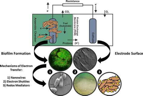 Microbial fuel cells: An overview of current technology | Sustainable ...