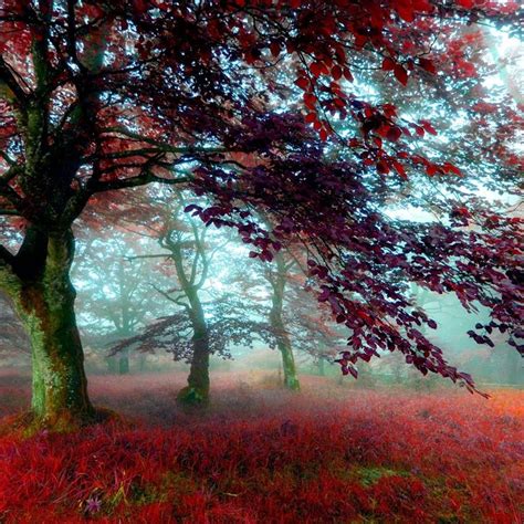 Red Autumn Forest | Scenery wallpaper, Autumn scenery, Scenery