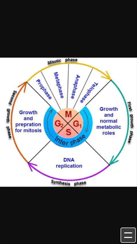 Cell cycle of animal cell | Animal cell, Cell cycle, Dna replication