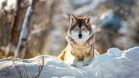 Download Snow Animal Wolf HD Wallpaper