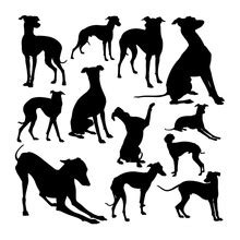 Dog, Greyhound Silhouette Free Stock Photo - Public Domain Pictures