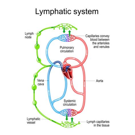 Lymphatic System Diagram Labeled