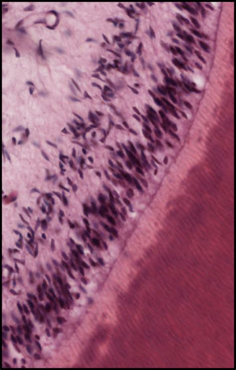 Spot Exam - Oral Histology 5 Diagram | Quizlet