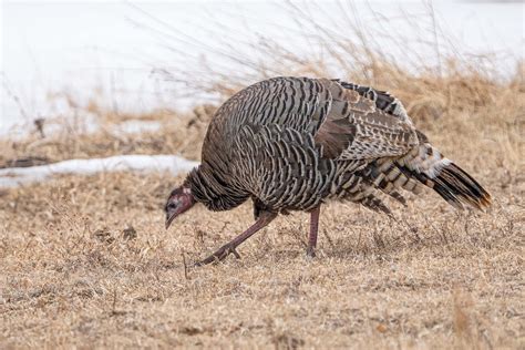The DWR's tips for a successful turkey hunting season - TownLift, Park ...