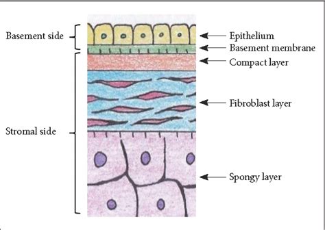 Serous Membrane Diagram