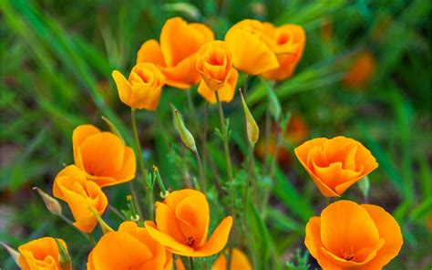 La Amapola de California, una flor silvestre con carácter Real.