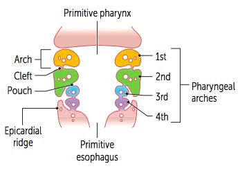 Branchial Pouch Derivatives