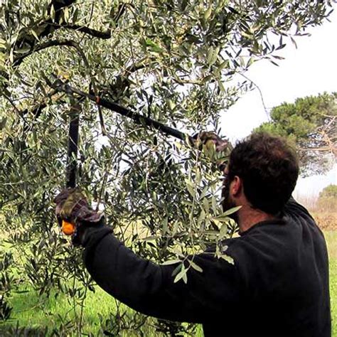 On the Importance of Olive Tree Pruning