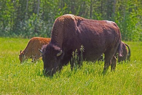 The Ronald Lake Wood Bison Herd: Observations From Their Home - Nature Alberta