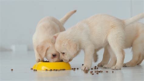 Best Food for Lab Puppy — What Should You Feed Your Labrador?