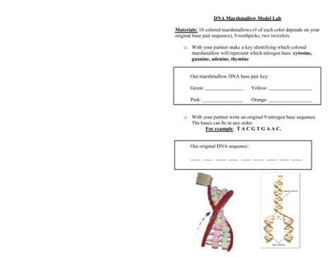 DNA Marshmallow Model Lab - Century Life Science