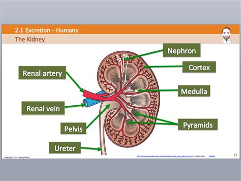 Excretion In Humans