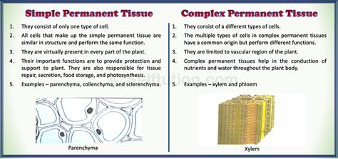 Top 130 + Differentiate between plant tissue and animal tissue ...