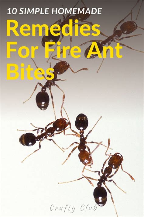 10 simple homemade remedies for fire ant bites – Artofit