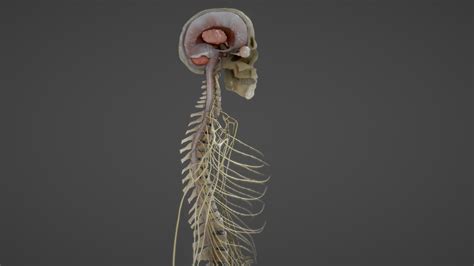 Nerves with a skeletal cross-section - Buy Royalty Free 3D model by Ebers [c6bde6c] - Sketchfab ...