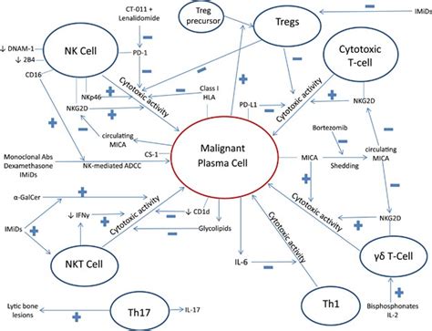 The cellular immune system in myelomagenesis: NK cells and T cells in the development of MM and ...