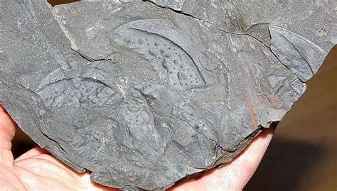 Carboniferous Fossil myriapod, Arthropleura armata Jordan & Mayer | Fossil, Fossils, Fauna