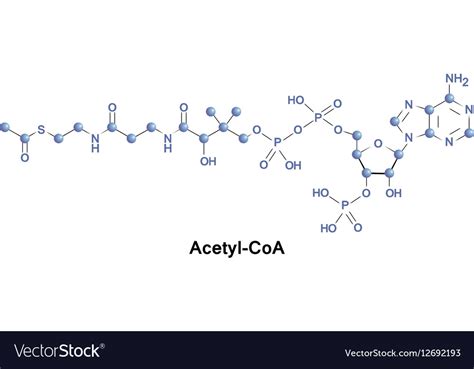 Acetyl coenzyme a molecule Royalty Free Vector Image