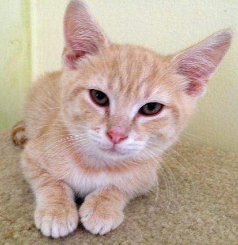 Chaz - Handsome DSH Buff Tabby Male Kitten for Adoption for Sale in ...