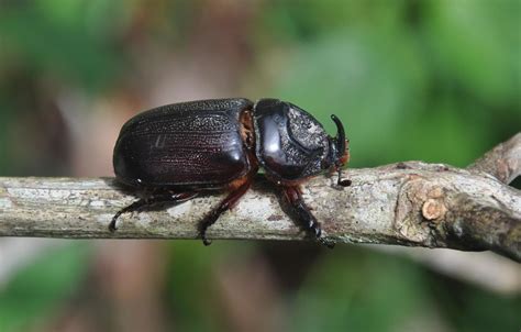 Rhinoceros Beetle Fun Facts