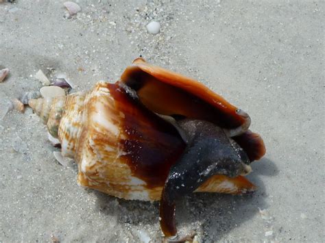 Florida Fighting Conch Snail | Fighting conch, Water animals, Water life