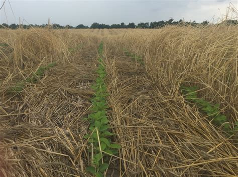 Cover Crops: Seeing Green in Post-Harvest Fields - Missouri Soybean