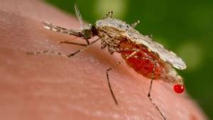 Lab-engineered 'gene drive' mosquitoes could fight malaria - MyCoolBin