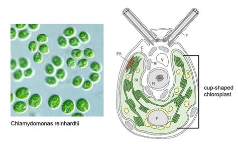 Chloroplast Function and Structure - Solar Panels - Rs' Science