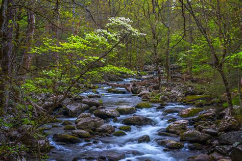 Tremont Area River and Dogwoods Smoky Mountains Photo Print | Photos by Joseph C. Filer