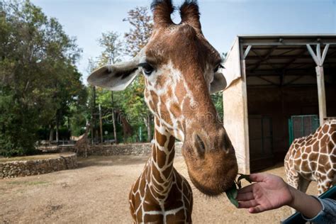 Morning Tour at Ramat Gan Safari Park Stock Image - Image of african, eating: 125854639