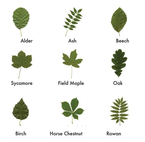 british trees leaves identification - Google Search | Tree leaf identification, Leaf ...