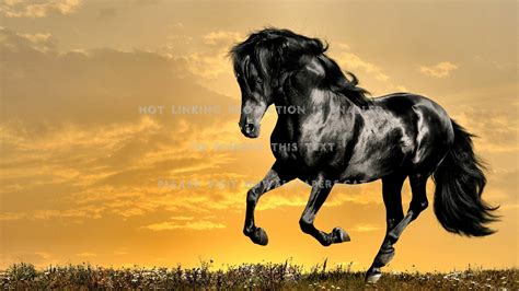 Friesian Horse Wallpaper (59+ images)