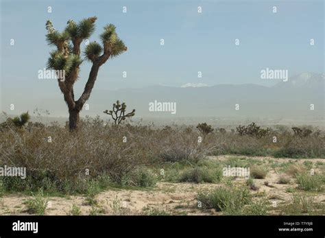 San Gabriel Mountains obscured by a Mohave Desert sandstorm, Big Rock Creek Wildlife Sanctuary ...