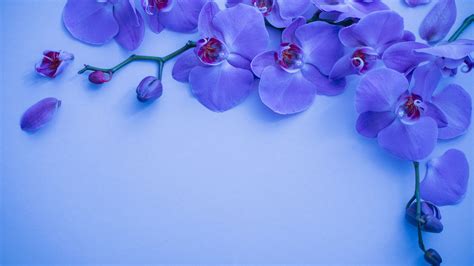 Blue Orchid Flowers Floral Background HD Flowers Wallpapers | HD Wallpapers | ID #78949