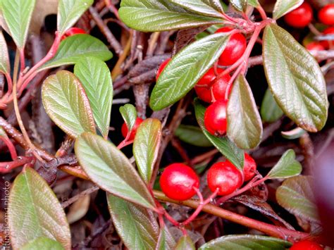 Cotoneaster salicifolius 'Scarlet Leader' WILLOWLEAF COTONEASTER semi-evergreen shrub part shade ...