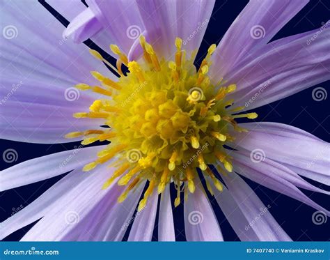 Flower With Pistil And Stamens Stock Photo - Image: 7407740