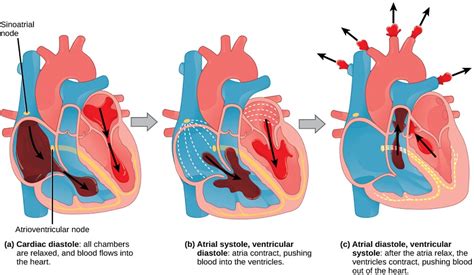 Know the Structures and Functions about Your Heart | New Health Advisor